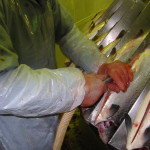 Fish Processing